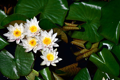 废弃鱼缸里适合养睡莲么,家里闲置大号水缸种睡莲多少土