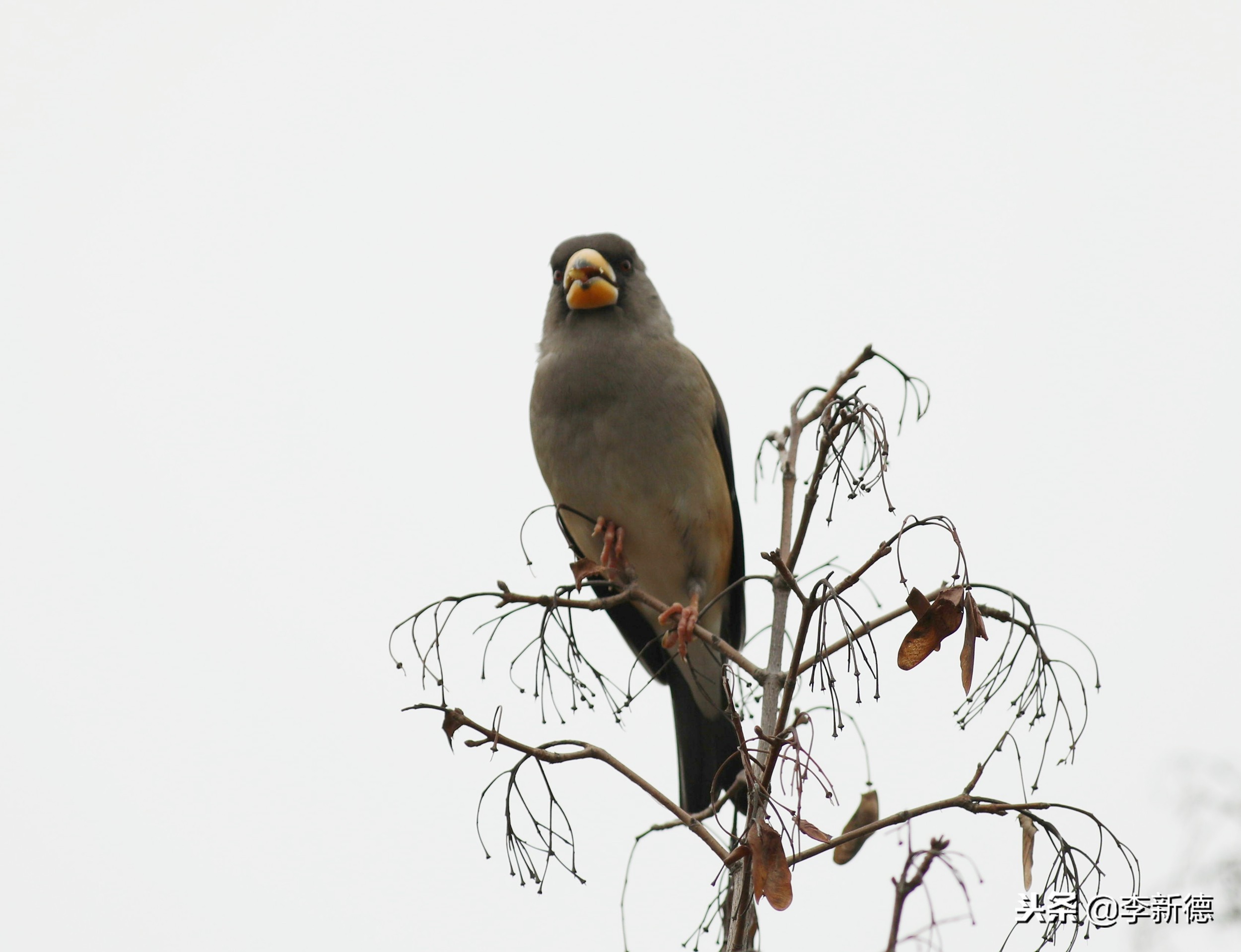 安徽铜嘴鸟,合肥拍鸟视频大全