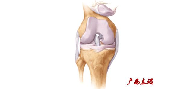 前交叉韧带扭伤最快自愈方法,前交叉韧带损伤膝关节会疼吗