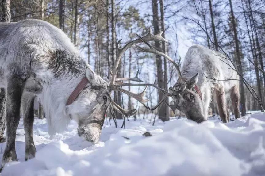 中国最美雪景地方,最适合旅游的雪国