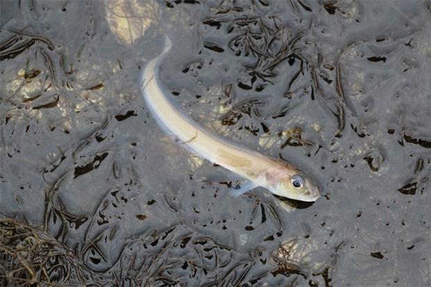 淹死一条鱼几分钟,如何淹死一条鱼