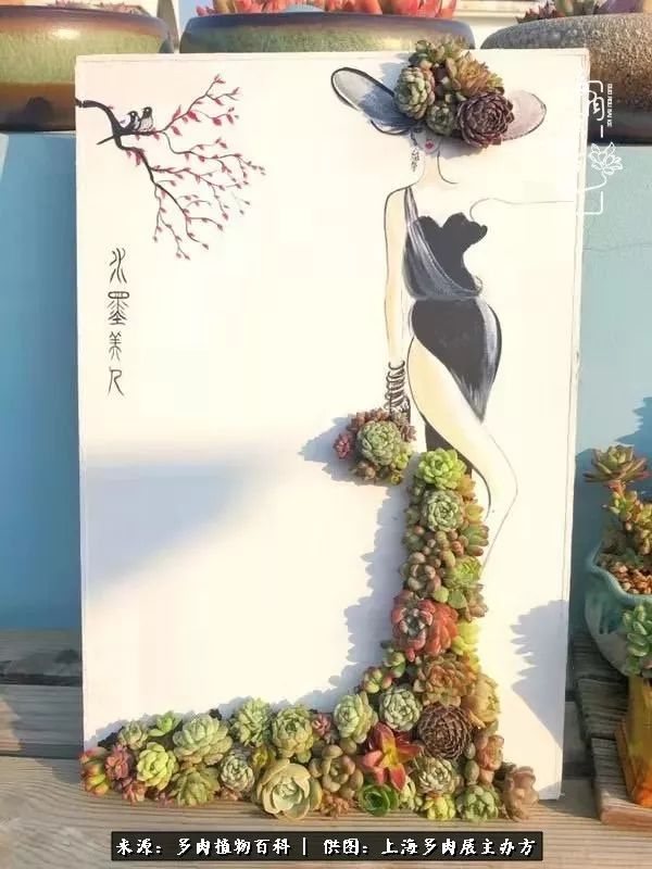 2023多肉展会直播,2023上海多肉植物展