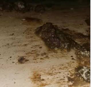 肉鸡肠道不好长期拉稀的原因,肉鸡后期拉稀是什么原因