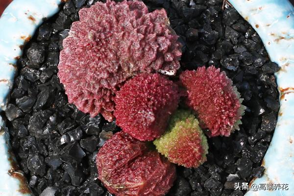 多肉小贵货一览表,水泡系列多肉植物