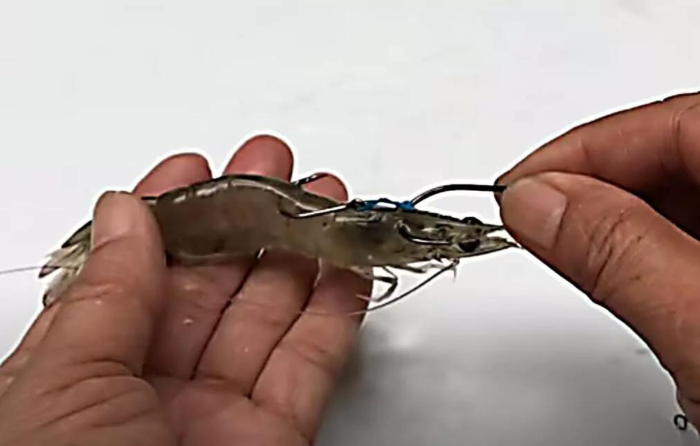 大物线组防缠绕绑法全教程,防挂底远投线组绑法图解