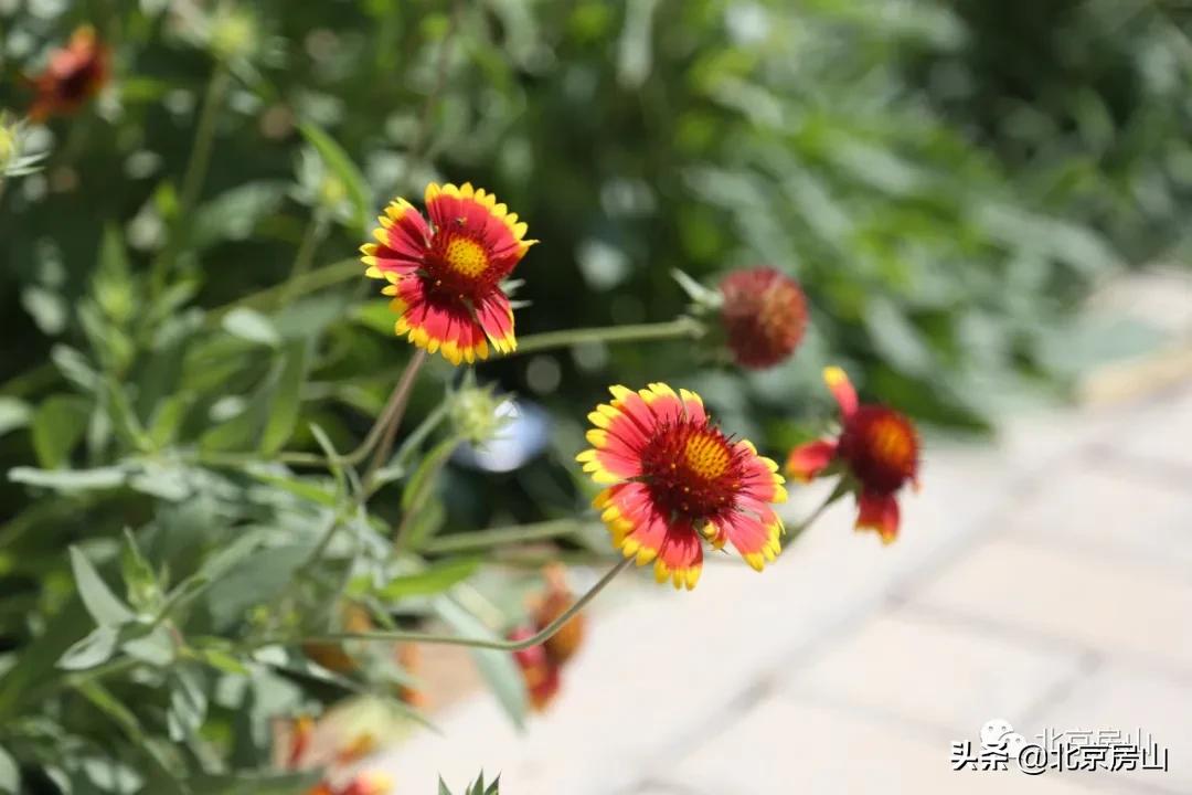 废弃的矿山正在改造成为一座公园,废弃矿坑改造成美丽公园