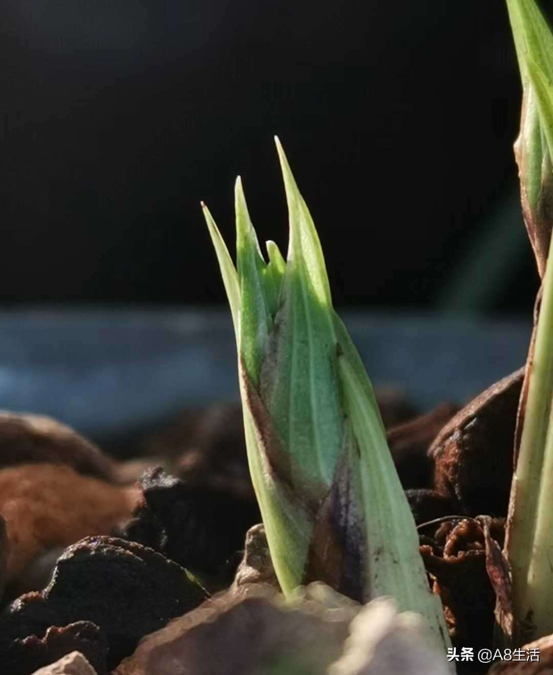 每日一品七律,每日一品茶叶