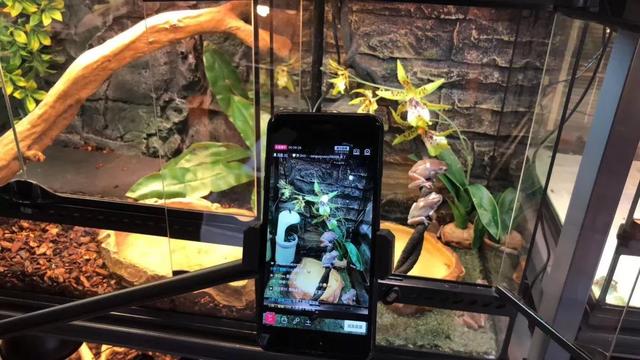 东北老铁在淘宝上卖爬虫，两只蜥蜴售价6万，年销售额超过300万