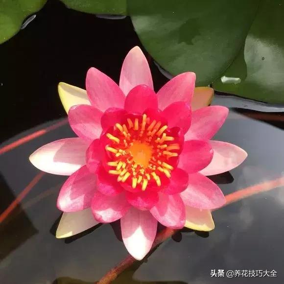 花盆5元一个,花盆不用花钱买