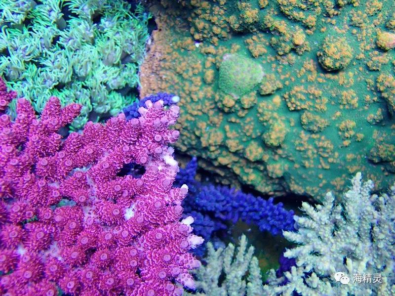 为什么容易爆藻,为什么有的人对鱼那么痴迷