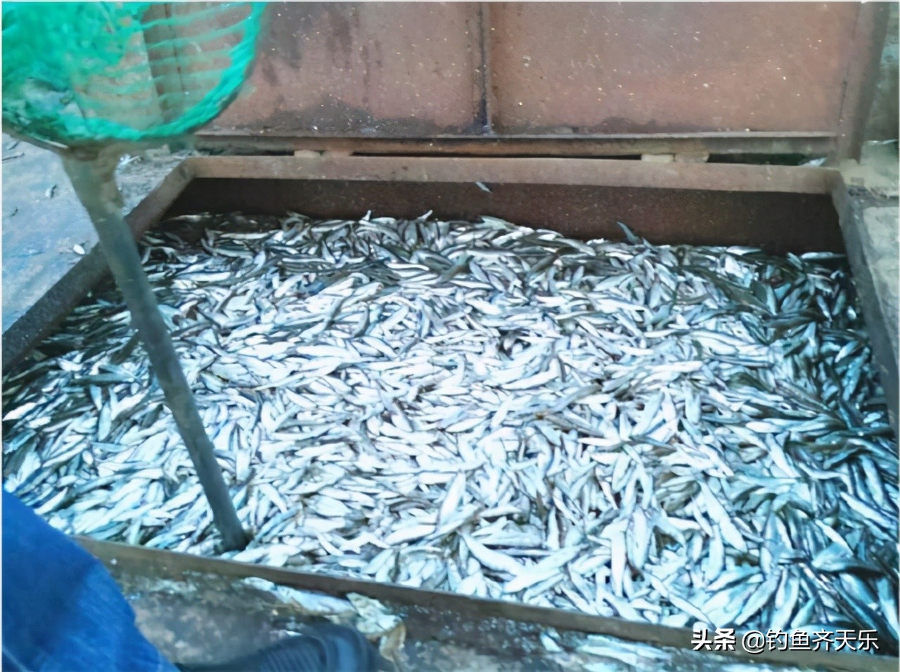 8毫米网眼一晚捞鱼1200斤！松花江要重演长江“无鱼”的悲剧？