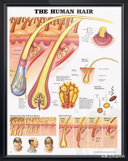 五种可以让头发长得快的秘诀,怎样把短头发扎成长头发