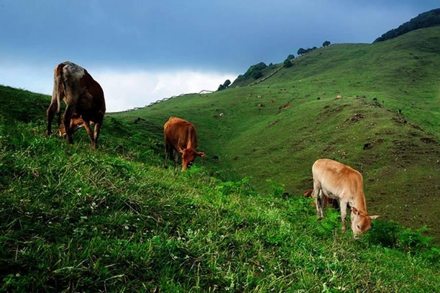 在竹溪河发现宫崎骏里的花海,宫崎骏的天空黑河