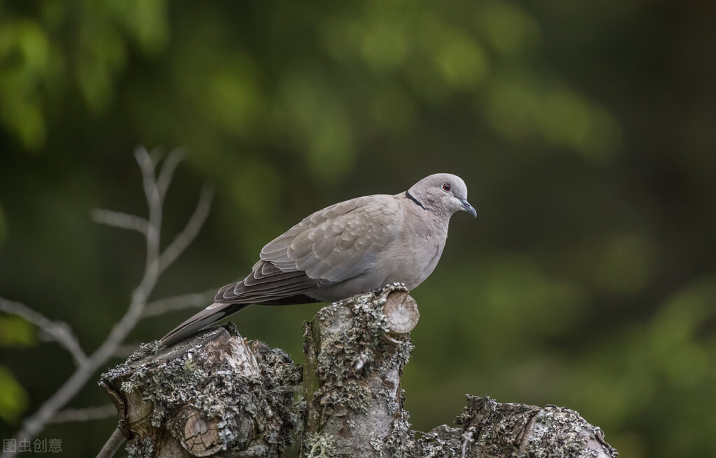 鸽子拉稀绿便怎么治疗用什么药治,小鸽子老是拉稀便用什么药