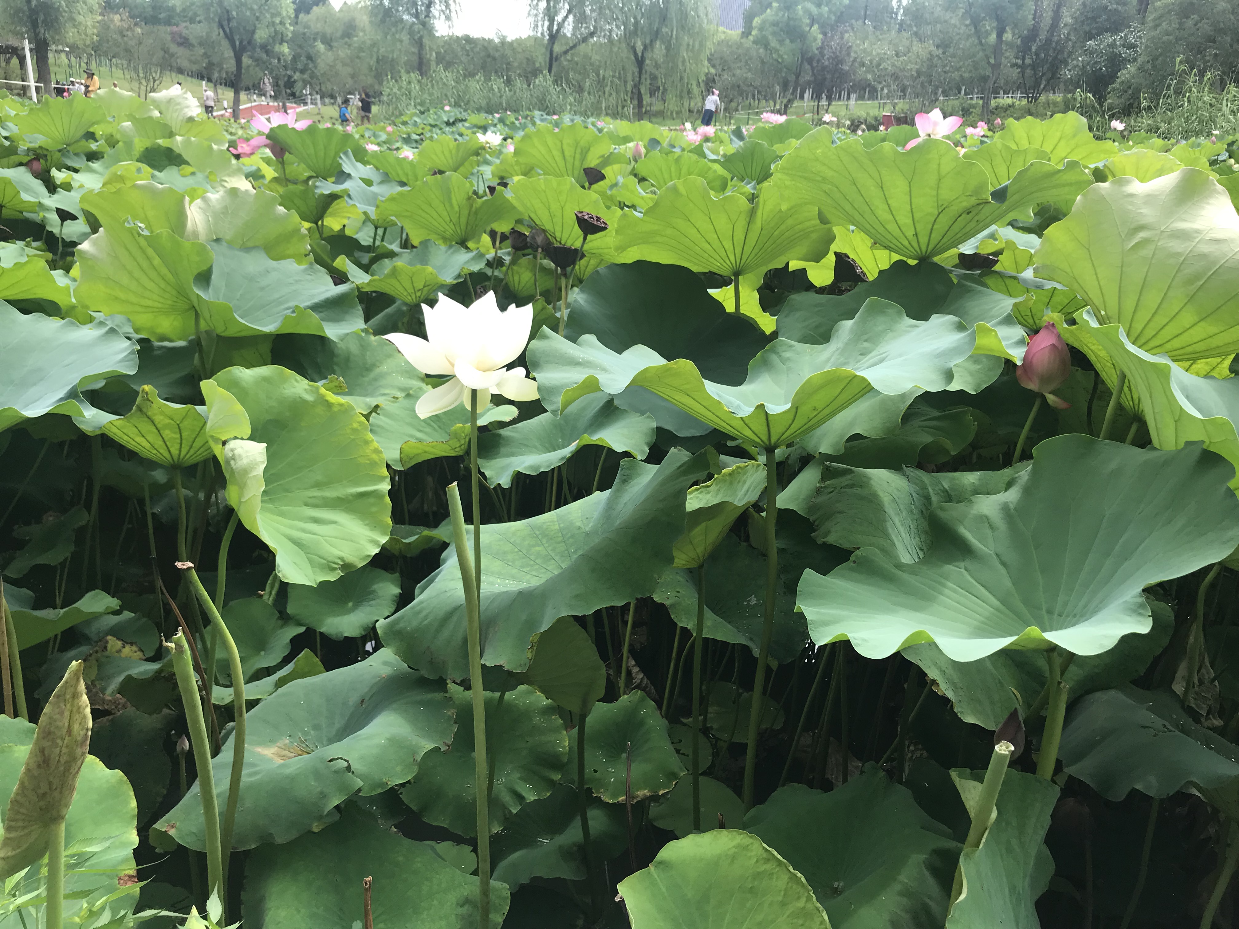 我还是太单纯了,我还是太单纯全文免费阅读