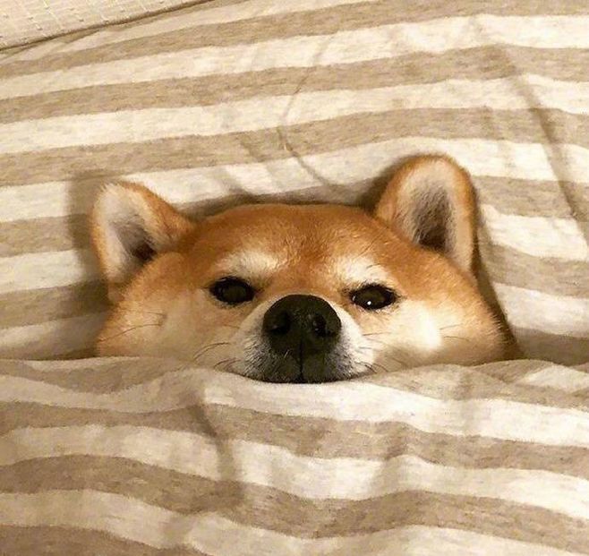 懒虫可不能翻译成lazyworm,原来是这么翻译