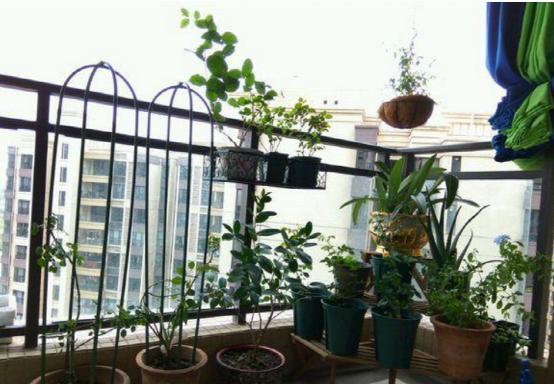 5种有毒的花,5种花除甲醛又净化空气