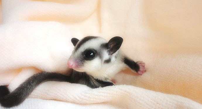 追星女孩的蜜袋鼯领养体验之5点