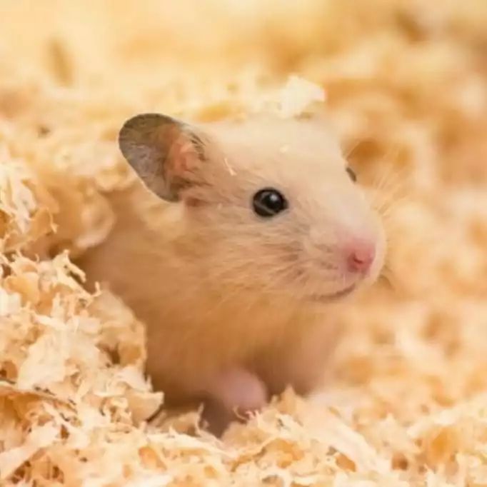 如何让仓鼠养成上厕所习惯,仓鼠用什么上厕所比较好