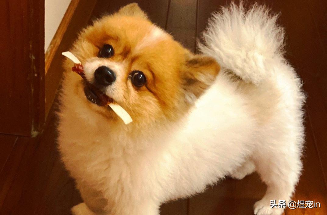 博美换牙松动怎么办,狗博美换牙后是不是不会很尖了