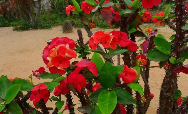 养虎刺花好不好,养虎刺梅可以放鸡蛋壳吗