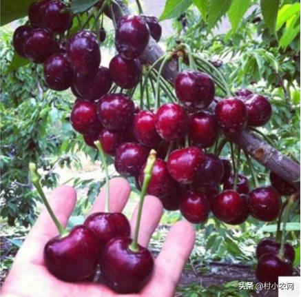 创业养殖农作物,有什么赚钱的农业种植项目