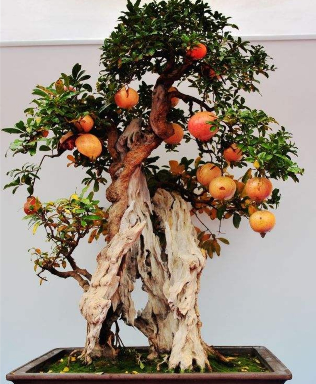 养盆栽石榴记住这几个技巧,石榴盆景养殖方法和注意事项