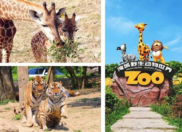 端午有房！周末暑假无需加收！畅玩淹城野生动物世界！799元抢常州武进九洲喜来登酒店2大1小度假套餐