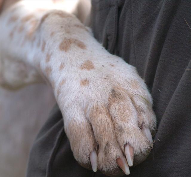 狗狗指甲不齐,狗狗的指甲会有疾病吗