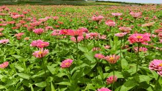 双流空港花田最新进展,双流空港花田开放了吗最新回复