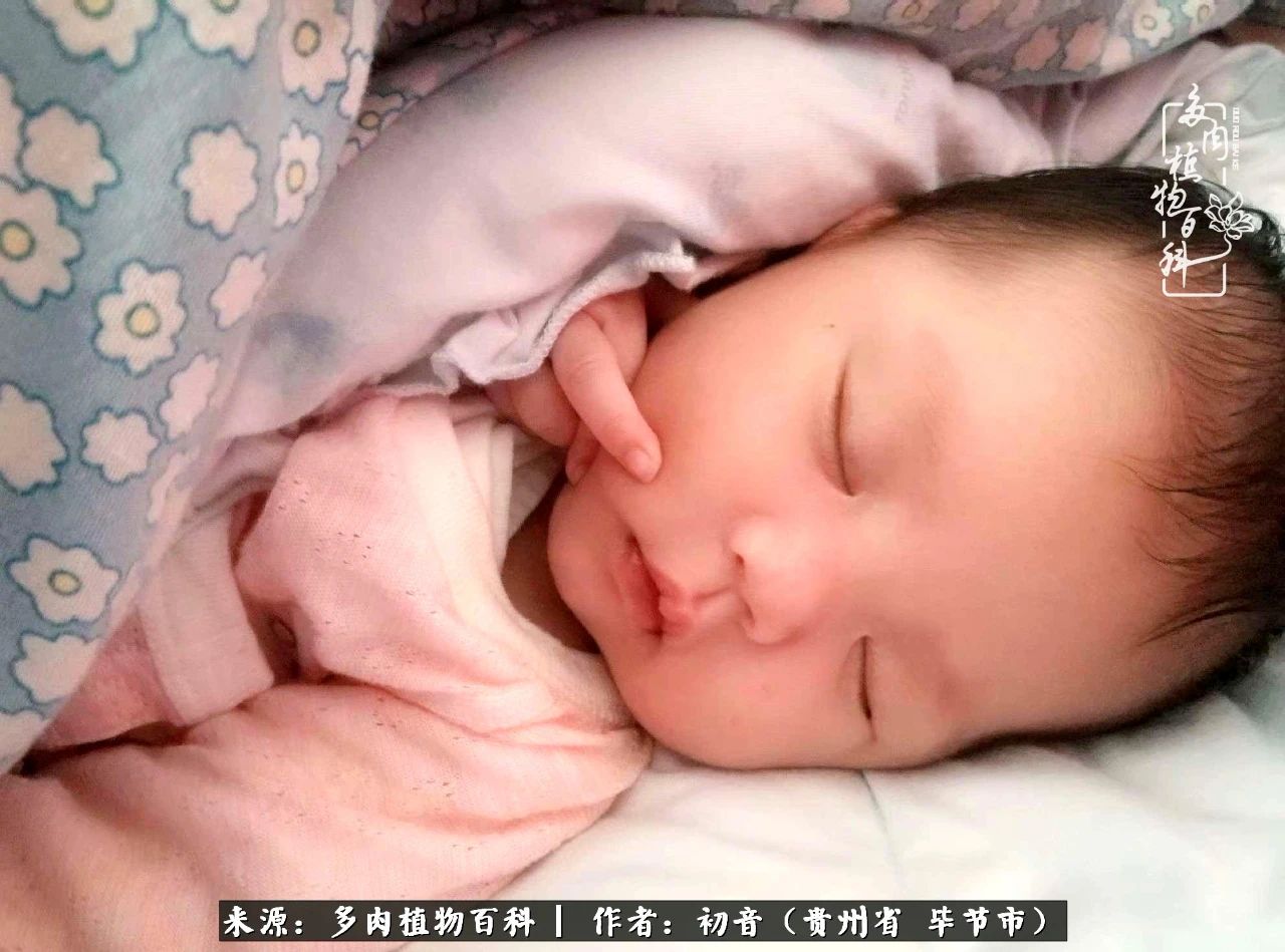 和多肉共度美好时光,与多肉一起成长