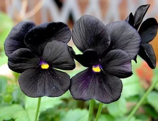 三色堇是一种花吗,鬼脸花三色堇