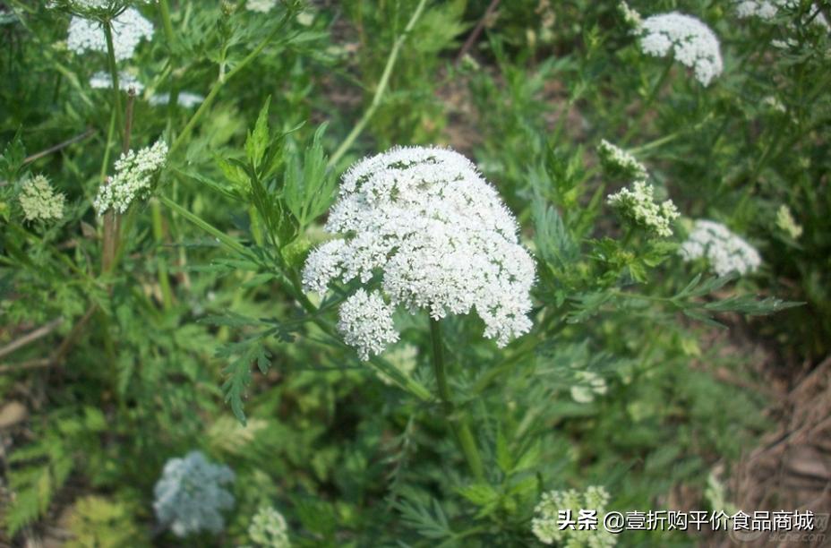 蛇床子的功效与作用及图片,蛇床子的功效和作用是什么