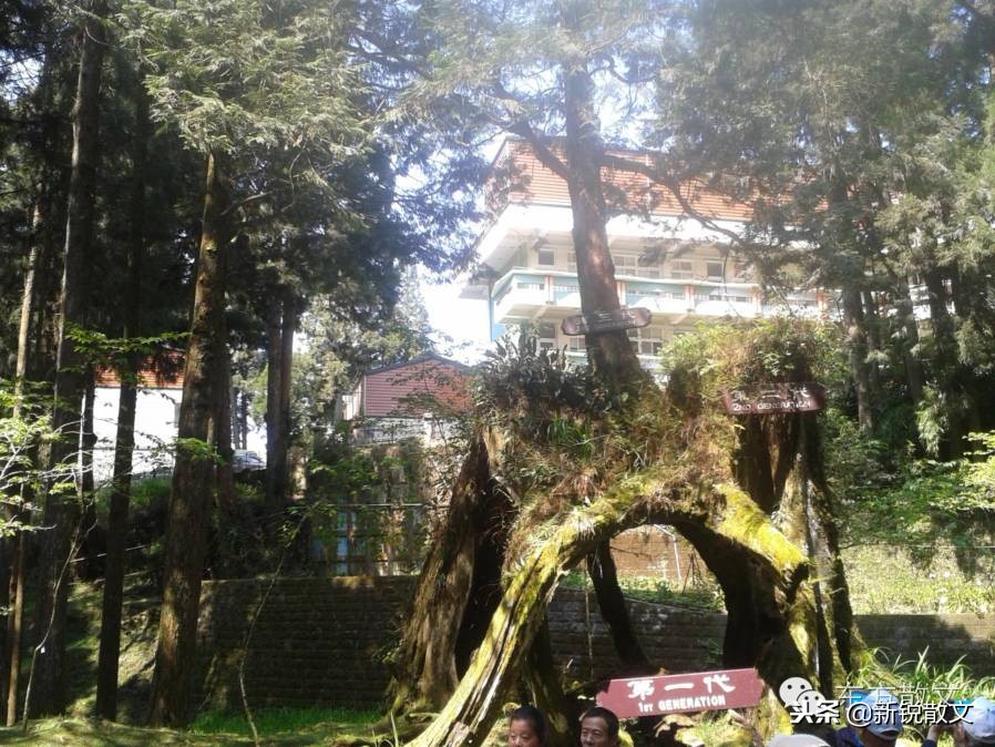 神木被说成阿里山的宝，它的神奇之处到底在哪里