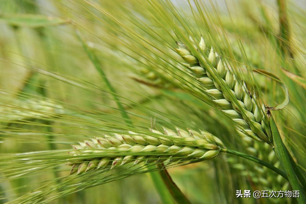 很多粮食作物原产南美洲,中国第一大粮食作物