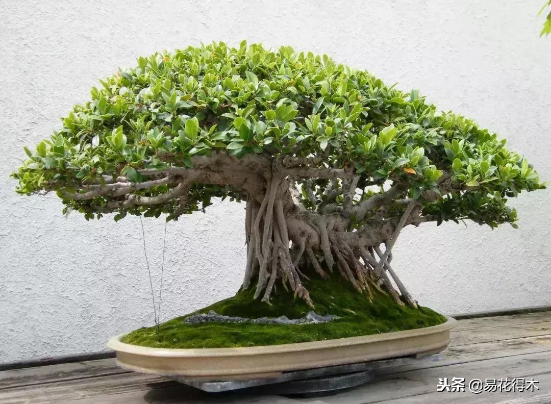 盆栽植物落叶是怎么回事,盆栽植物出现黄叶怎么处理