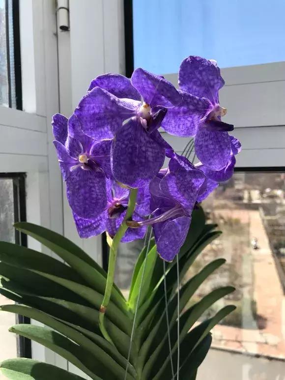 开花时间最长最香最好养的兰花,一年四季开花的兰花有几种