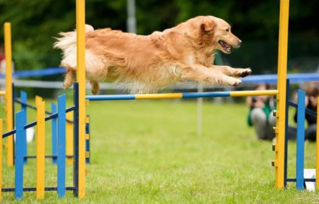 宠物好消息,狗狗好事来了怎样让它早点消失