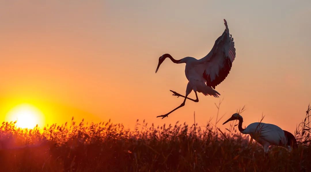仙鹤起舞水粉画,仙鹤起舞展翅飞
