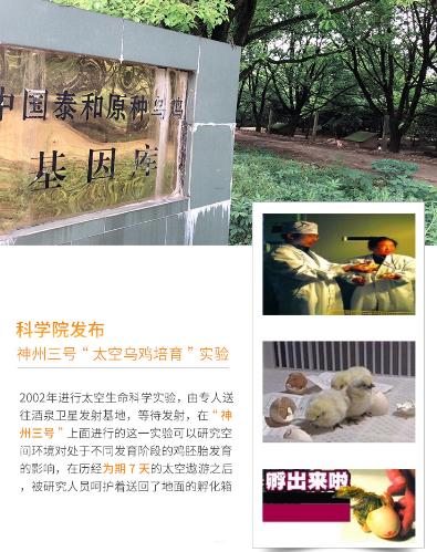 大金旦dha,dha的十大误区