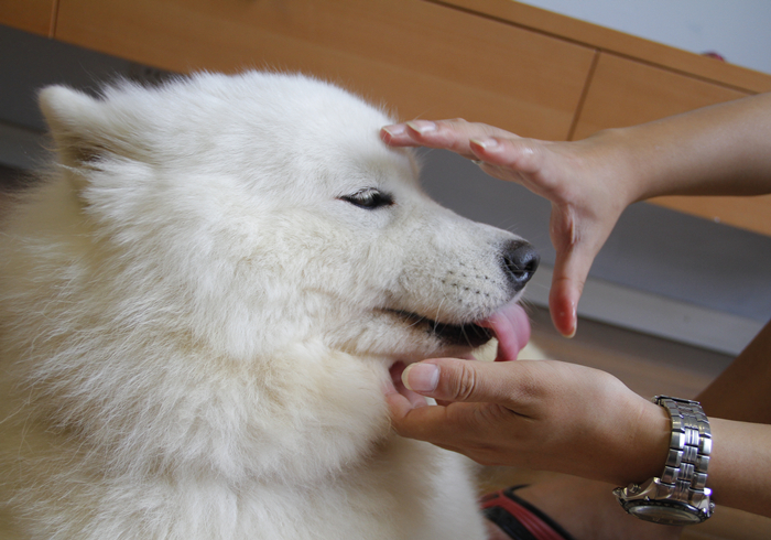 给狗狗强行喂药会造成什么伤害,狗狗喂药要隔多长时间才可以喂药