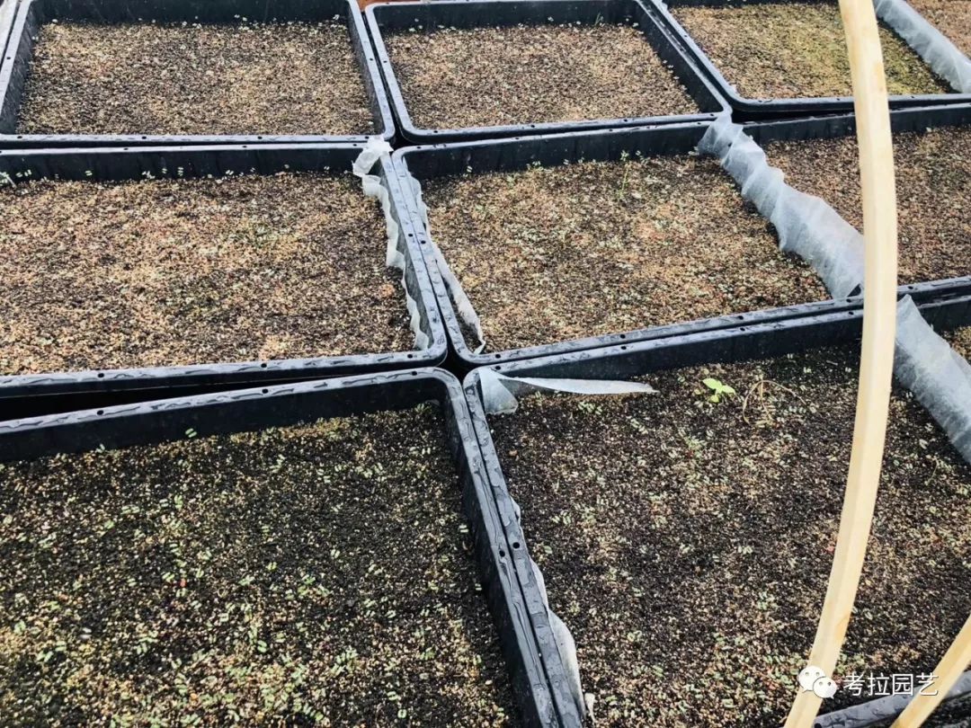 大地的恩赐图片,大地的馈赠是大天域吗