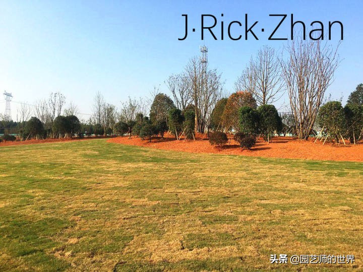 怎样种植草坪技术,果岭草坪的种植养护方法及技巧