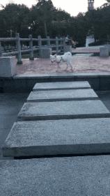 搞笑gif段子又能混饭吃了,搞笑段子gif保证你笑破肚皮