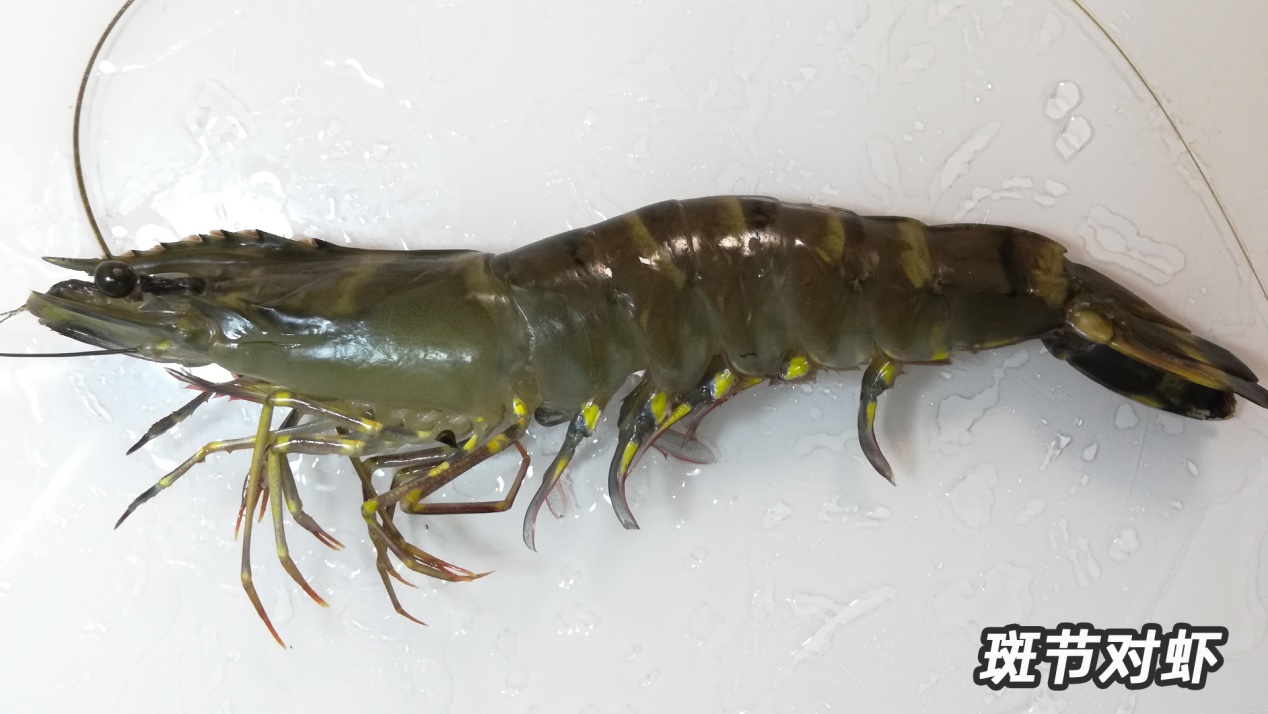 基围虾由什么得名,基围虾真的是品种名么