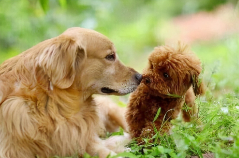 如何区分金毛犬和泰迪犬,泰迪好养还是金毛犬好养