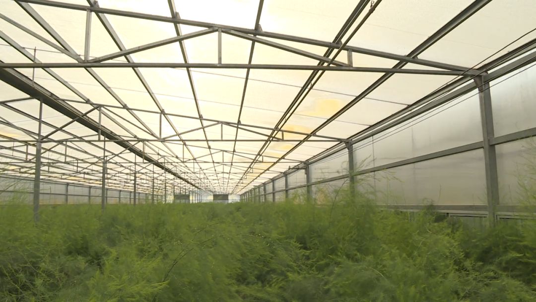 如皋城北街道野林村芦笋现状,芦笋产业乡村振兴