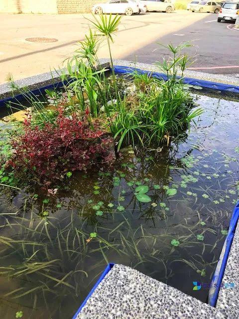 鱼池如何改造成花池,花池改鱼池如何做过滤