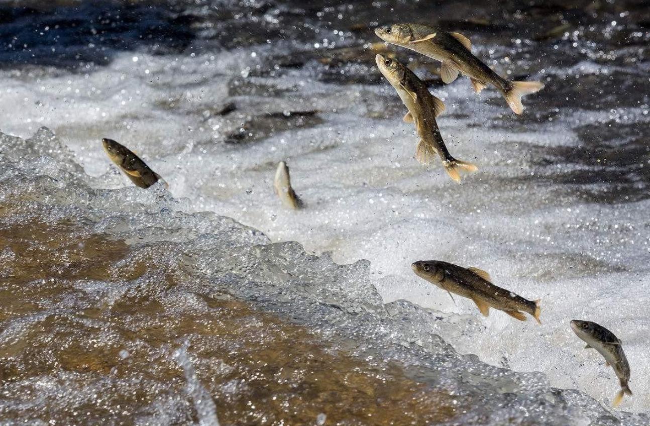 青海湖的湟鱼为什么每年只产一斤,青海湖湟鱼现状
