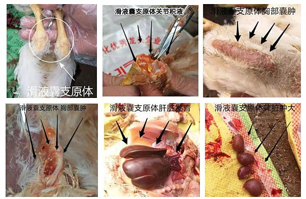 鸡得过滑液囊支原体会影响产蛋吗,滑液囊支原体难治